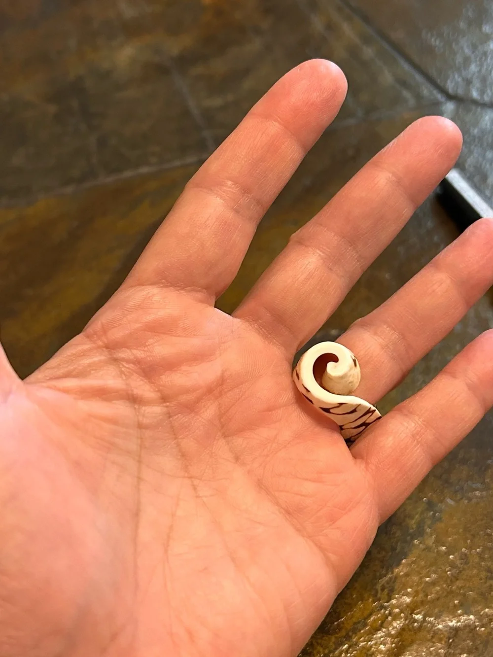 Vintage & Unique Ring - Seashell 🐚 side 8